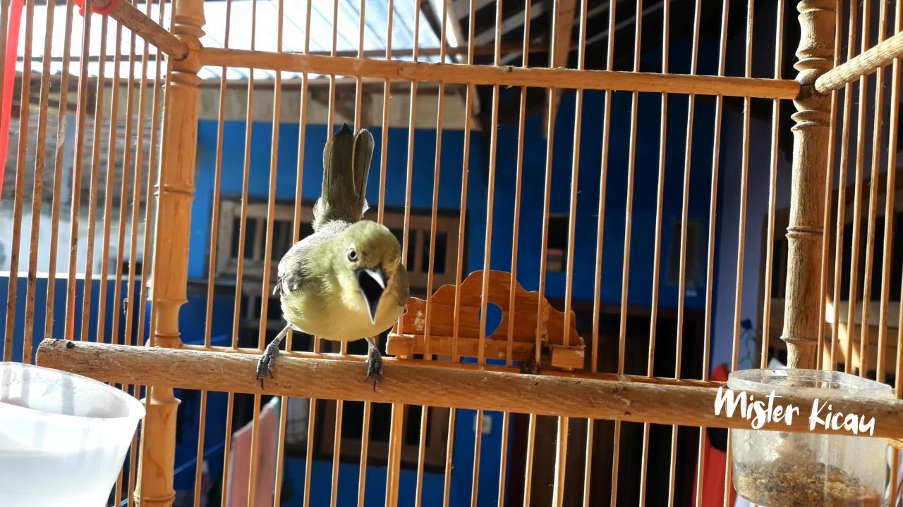 Sekali Dengar Suara Burung Sirtu Gacor Ini, Sirtu Cipoh Diam Pasti
