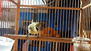 Sekali Dengar Suara Burung Sirtu Gacor Ini, Sirtu Cipoh Diam Pasti Langsung Nyaut ikutan Bunyi