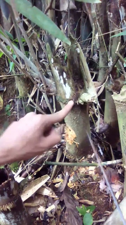 bambu petuk asli teryata inh ! #shorts