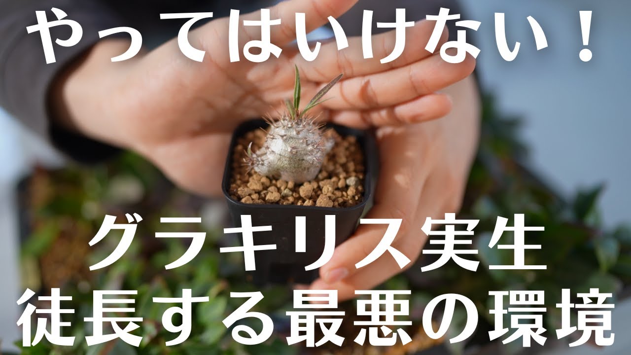 知らないと台無し！実生を播種後に徒長させるNG管理