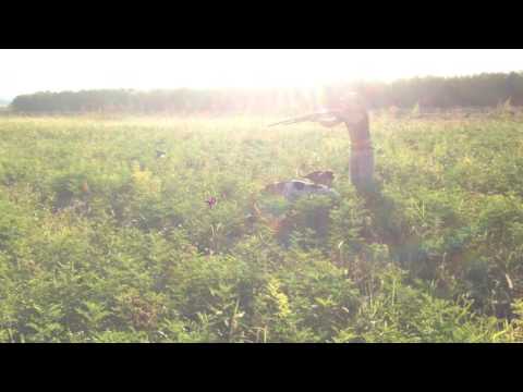 მწყერზე ნადირობა 2016 / mwyerze nadiroba 2016