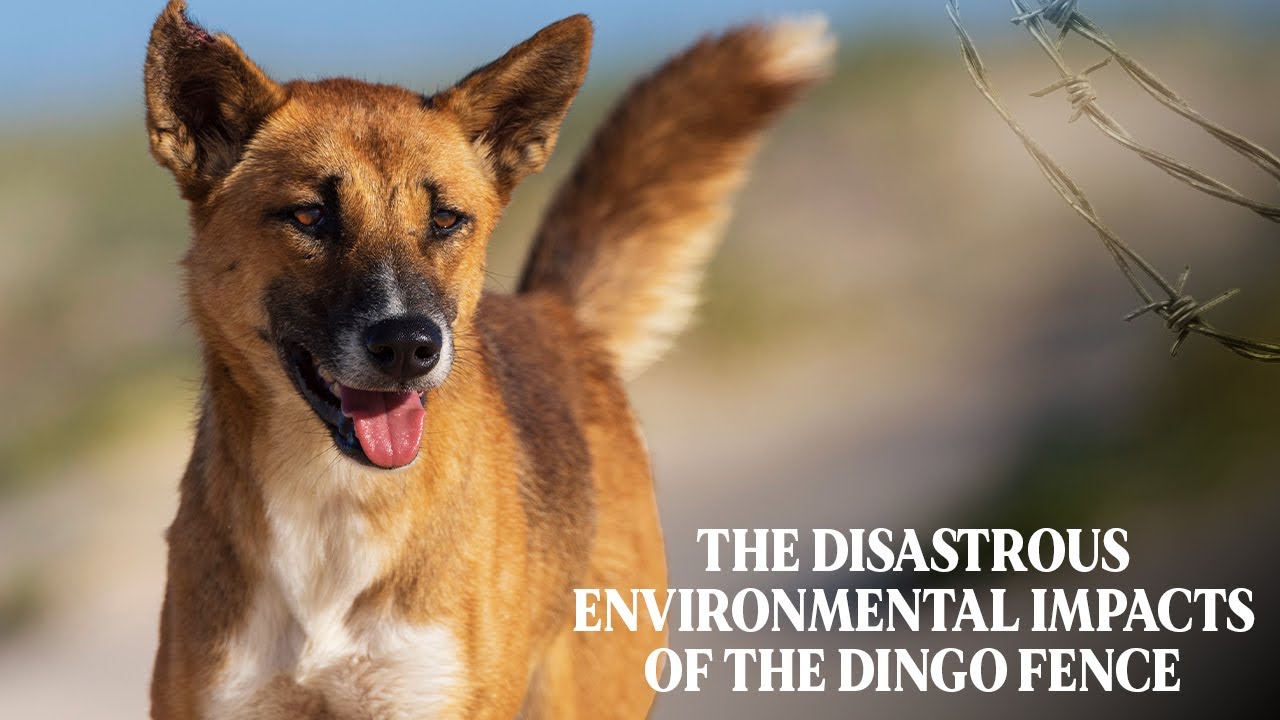 The Disastrous Environmental Impacts of the Dingo Fence - 'On The Fence' Film