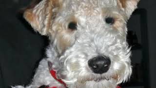 CHIP THE WIRE FOX TERRIER HAS A CONFESSION by WireFoxRescueMidwest 1,196 views 4 years ago 1 minute, 29 seconds