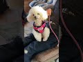 私は踊り子