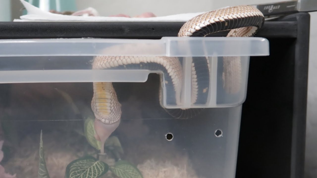 View of Feeding NINE Hungry Hognose Snakes! - YouTube