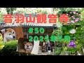 音羽山観音寺#50　2025年・皐月