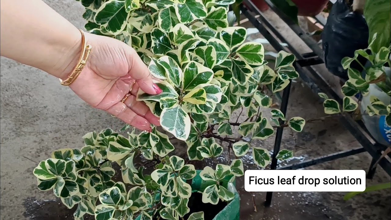 Ficus triangularis best care tips