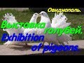 Exhibition of pigeons. Выставка голубей. Овидиополь. Лучшие голуби. "Караголь". Голуби Украины.