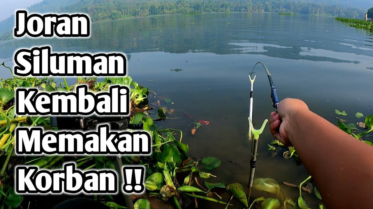 SPOT PULAU BLENDRANG HAMPIR MUNCUL. AYO KITA SERANG!! || mancing ikan nila diwaduk ngantang