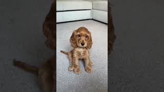 Here she is❤#shorts #short #puppy #cute #viral #funny #fyp #viralvideo