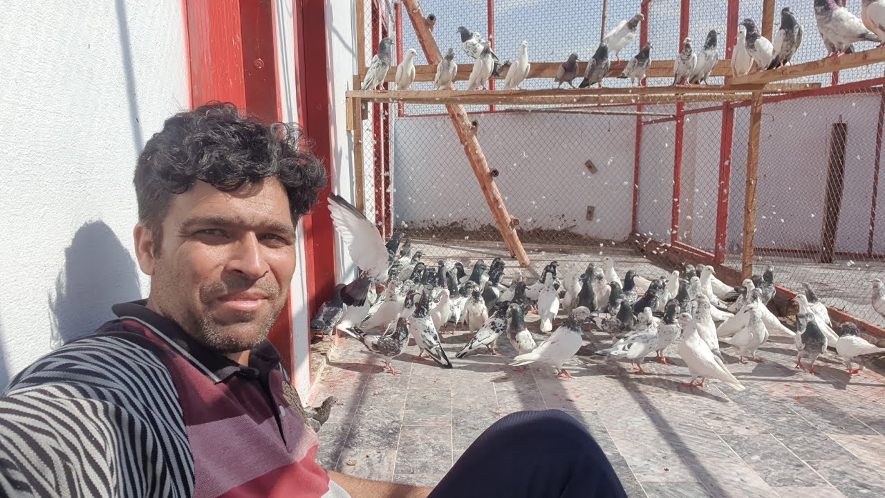 Chapry old blood line || Kameeni Breed || اپسیشل جمعہ اسپیشل شوق