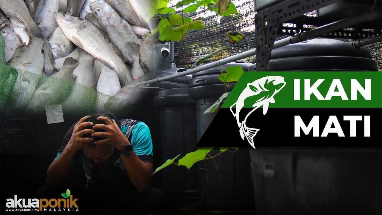 Apa Punca Ikan SIAKAP Mati | Cara Atasi Masalah Ammonia | Cara Naikkan pH Dalam Tangki Ternakan |