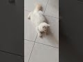Kucing nya satu lincah Satu diam melulu 19 Mei 2026