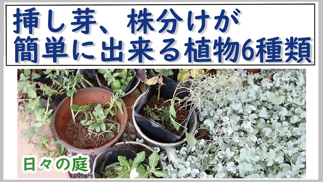 ガーデニング 挿し芽 株分けで沢山増やす 簡単に挿し芽 株分けできる植物6種類 トレニア ジニア ペンタス コリウス 園芸