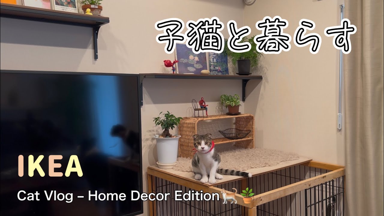 【IKEAと猫】猫と暮らす部屋にインテリアを足して、暮らしを豊かにする日