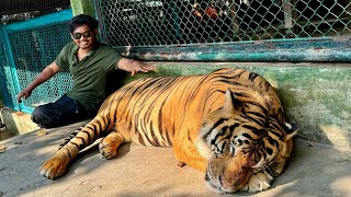 Mi Nahi Ghabarat 😂 Tiger kingdom Phuket | Vinayak Mali Vlog
