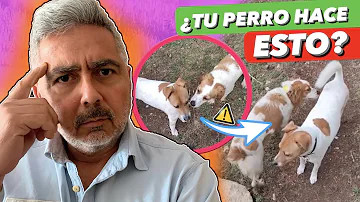 ¿Cómo saber si un perro es reactivo o agresivo?