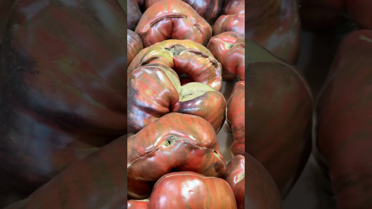 🤌🏽🍅Это НЕ ПОМИДОРЫ, а искусство. Более 15 сортов на рынке. ОПТОВЫЕ ЦЕНЫ