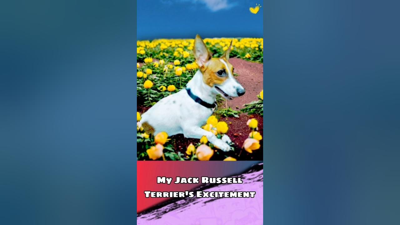 "Watch My Jack Russell Terrier Excitement When I Get Home" YouTube