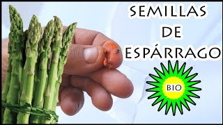 Semillas de Espárragos Trigueros | CULTIVO DE ESPÁRRAGOS ECOLÓGICOS , SEMBRAR Y PLANTAR