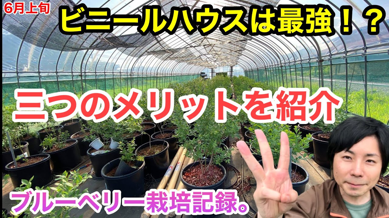 ビニールハウスは最強 ブルーベリーのハウス栽培3つのメリット 岩手県 Youtube