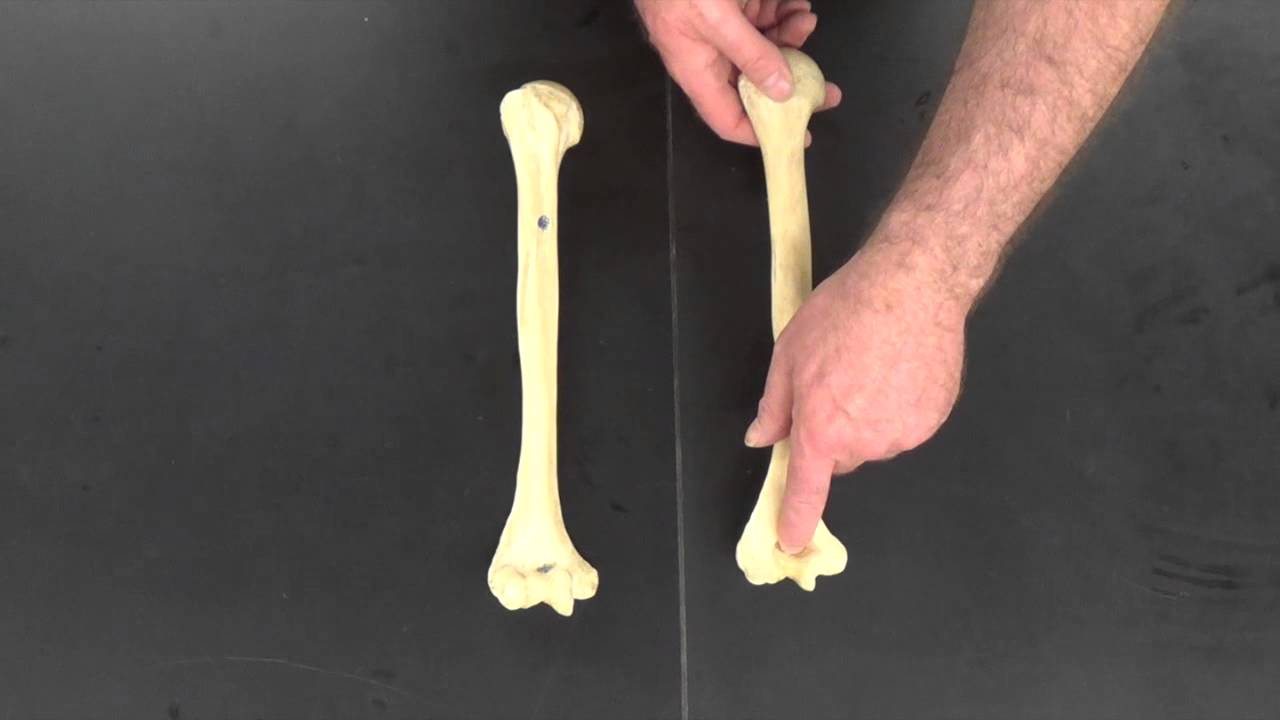 The Upper Limb, Right vs Left - YouTube