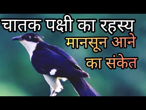 चातक पक्षी की रोचक जानकारी Skylark bird or Jacobin cuckoo. 