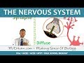 Understanding the Nervous System