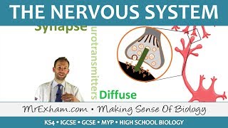 The Nervous System - GCSE Biology (9-1) screenshot 3