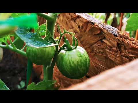 Video: Información sobre el tomate cebra verde - Consejos para cultivar una planta de tomate cebra verde