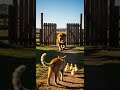 O Gato Vai Defender os Patinhos do Leão! 🤯 Incrível coragem em ação #gatos #animais #aventura