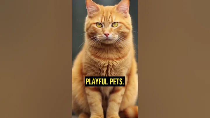 Video 4185931: breed maine coon, haired maine coon, beautiful pets, ginger cat, pets playing, cat meets