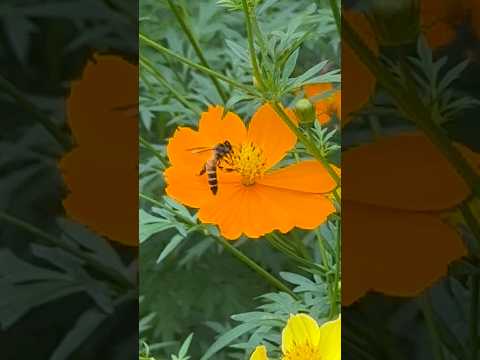 The bee collects nectar from the flower.