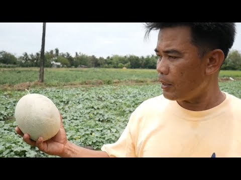 Come coltivare il melone dolce: guida di Sir Ruben Allado Jr