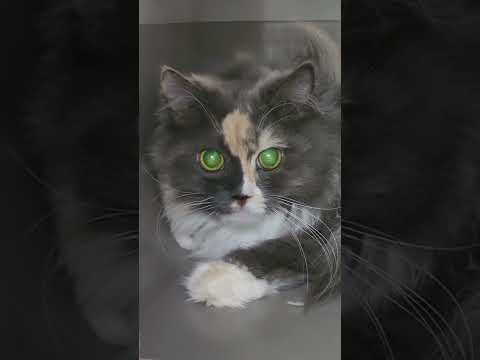 Видео: Как массировать кошку (с иллюстрациями)