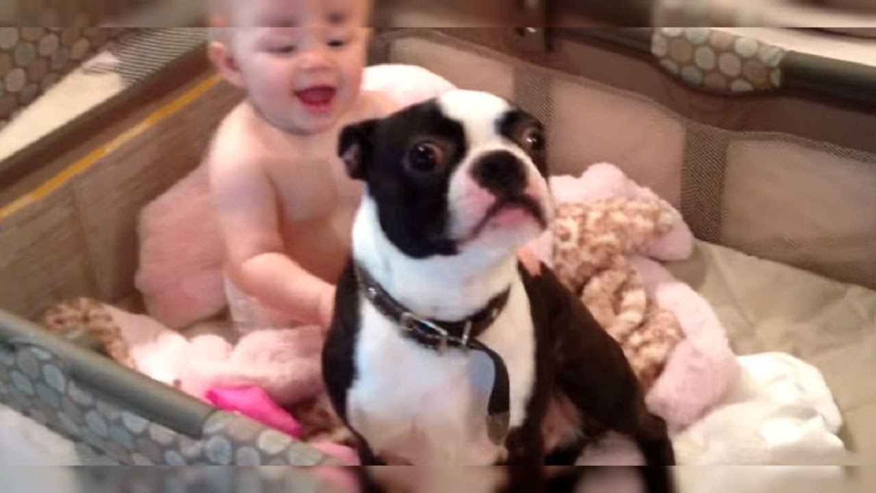 creepypasta anime A Mom Told The Dog To Get Out Of Her Baby’s Crib – But The Terrier Gave Her Nothing But Trouble