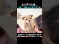 上の子の心境... 犬だって寂しさを感じます😭
