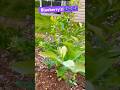 Ever seen young blueberry bushes blueberry fruit plants southcarolina