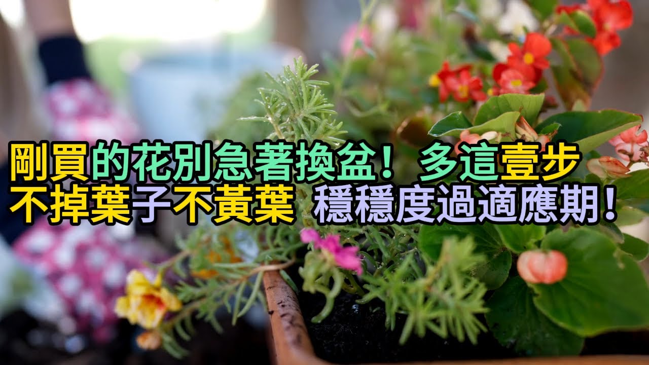花市老板不告訴妳的秘密！買花專挑“這種土”種的，回家服盆快，成活率高！#園藝 #養花 #新手養花
