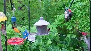 Spring Birds' Feeding Frenzy