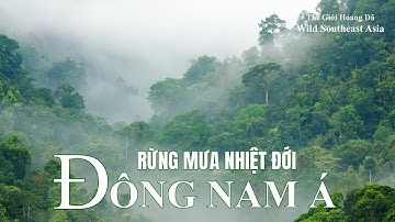 BÍ ẨN RỪNG NHIỆT ĐỚI ĐÔNG NAM Á - VIDEO 4K
