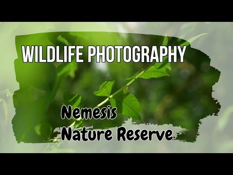 Wildlife Photography - Boughton Fen Nature Reserve is my NEMESIS!