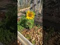 My sunflower (from seed)