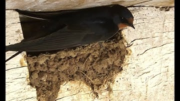Swallow eaves with feathers 11th May