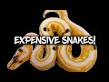 24 Snakes You Can't Afford to Buy!