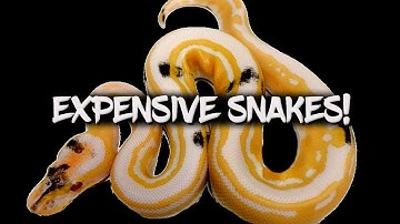 24 Snakes You Can