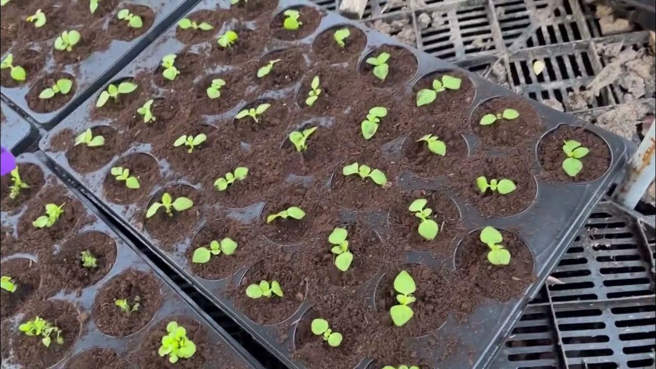 Как из семян получить рассаду