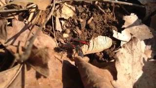 Boxelder bugs feeding