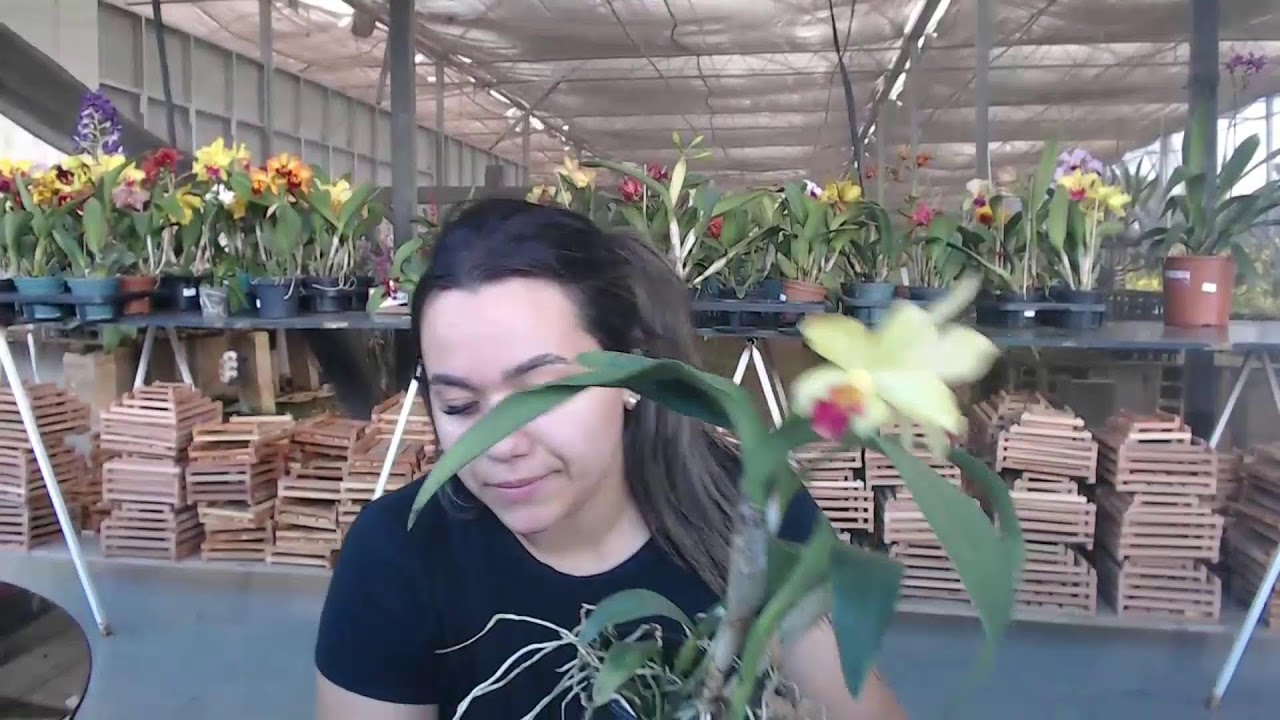 LIVE DE VENDAS DE ORQUIDEAS 27/02