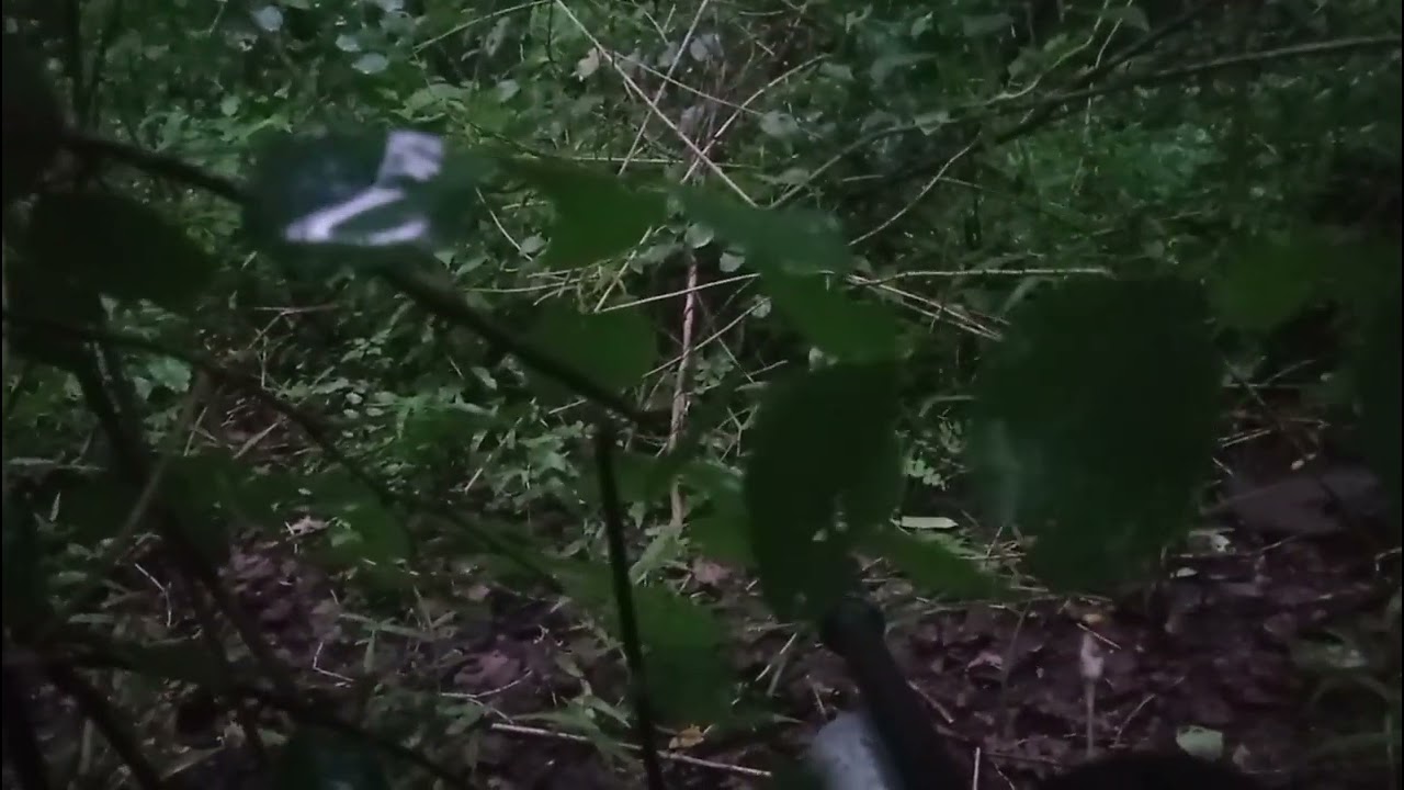 SHOOTTTT AYAM HUTAN HIJAU JARAK 3 METER 😁😁